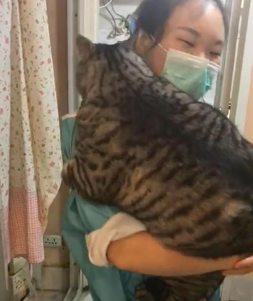  『洗澡』带猫咪洗澡，老板说猫太胖要加钱，主人不肯，等猫洗完后他愣住了