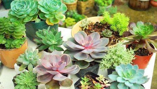  「药品」1种药品，有'2种'用途，扦插生根快，养花不黄叶、不烂根