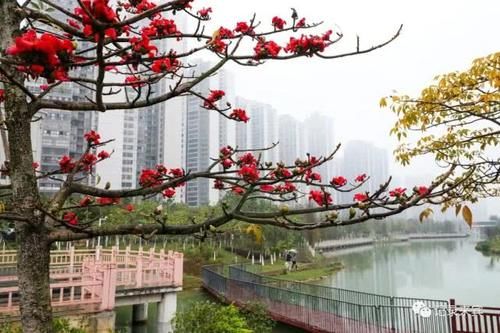  花瓣上的雨■来宾木棉花又开，惊艳了谁的时光？