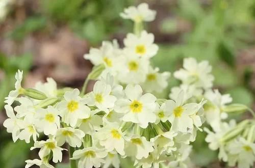  『生长良好』一些特别喜欢生长在阴凉处的开花植物，树荫下和背阴的阳台都能种