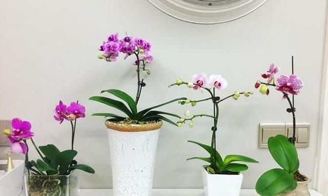  【植物生根】张大姐养花8年,把花种在“泡沫箱”里,阳台变成小花园,好看!