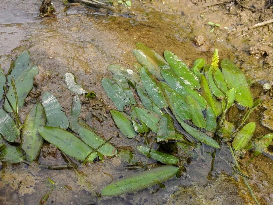 水稻田里一种似竹叶的野草，农民痛恨不已，却是3元一斤稀罕野菜