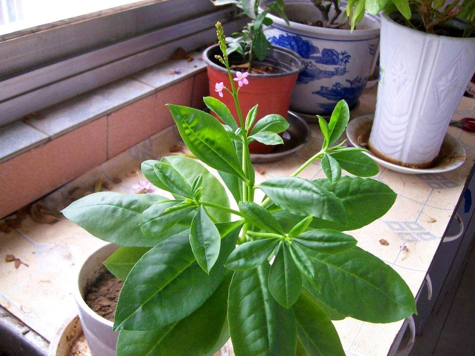 人称“土人参”，农民会铲除，网友:叶子炒黄鳝很好吃，出口日韩