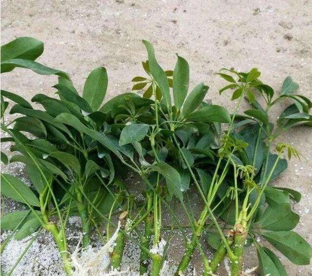  扦插：客厅养花就养这，剪一个枝种一盆，茂盛翠绿，净化空气、身体好