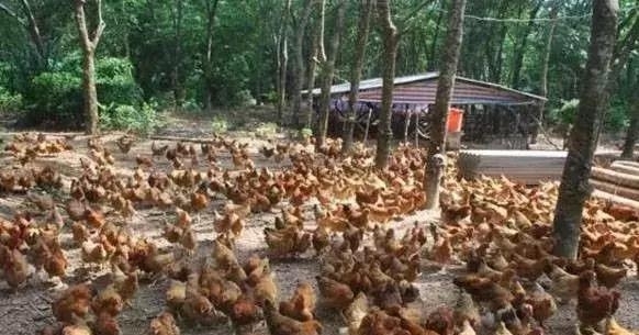  「黄鸡」准备养鸡的朋友，选这五个优质土鸡品种很不错，不愁不