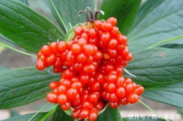  踩踏|冬笋一斤30元，可山林中它更昂贵，400元一斤却被农民忽视