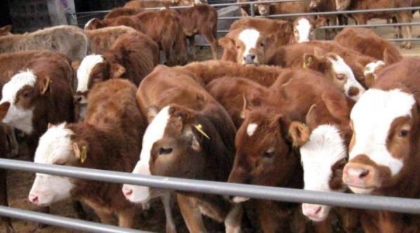  「养殖户」未来的养殖业, 到底能依靠什么品种来赚钱? 养猪是不