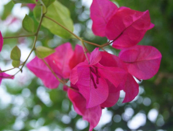  『花草』阳台上养些这五种花草，清晨开窗香飘满屋，长势旺盛开花美