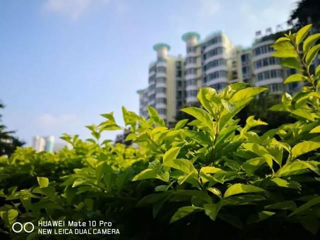 手机摄影丨华为MATE 10 Pro手机摄影操作技巧