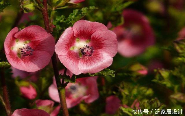【艳丽】适合家养的3种花,花色艳丽人见人爱,一年四季开花不断,美极了