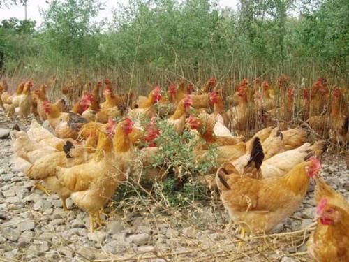 回乡养土鸡挣不挣钱？这些因素是关键！