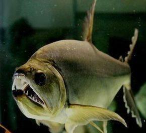 饲养观赏鱼@为什么养鱼经常因某些理论而争执?因为不明白所有偏见都是共识