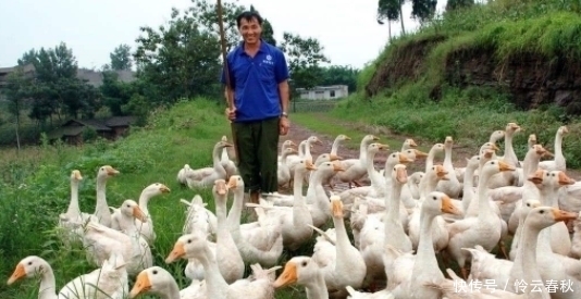  【电视】怎么电视里的农民干啥都能致富，自己弄就赔钱？老农道