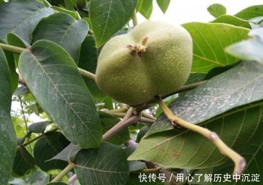  果实@果实论个卖，曾卖到500元1颗，现在10元没人买，网友：泡沫