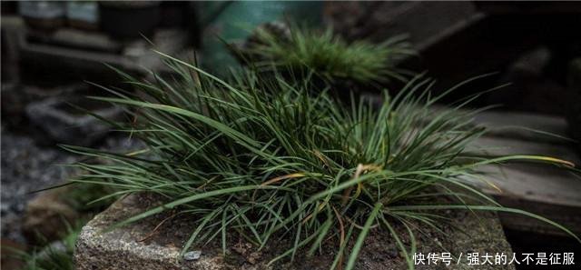  「外号」农村这野草外号“摸一把”，炖鱼炖肉泡药酒无所不能，