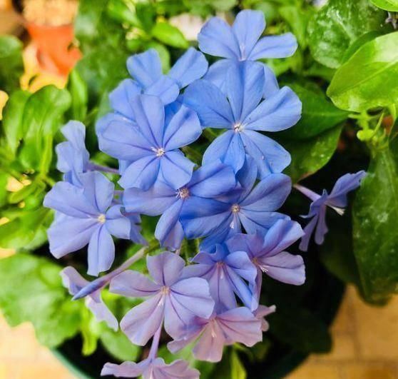  「充足的水分」6种花“喜欢水”，现在养，浇水就呼呼冒新叶，不费劲就长一大盆