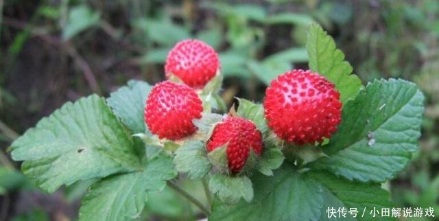 1种野果，人称“蛇泡草”，老人说“蛇才能吃”，殊不知，很珍贵