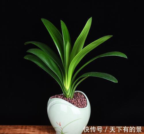  养殖|养“君子兰”坚持十年，总结出的养花秘籍，说的句句在理