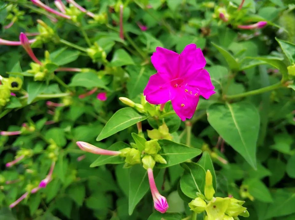 农村一种驱蚊野花，农村娃常把果实当玩具，却不知价值真的好高