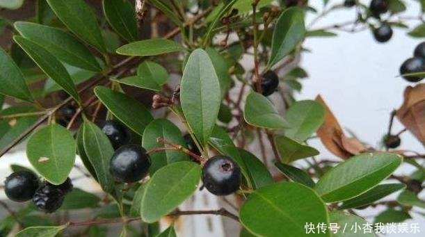  「延年益寿」南方一种“染菽树”，枝叶是宝贝，相传能“延年益寿”，价值珍贵