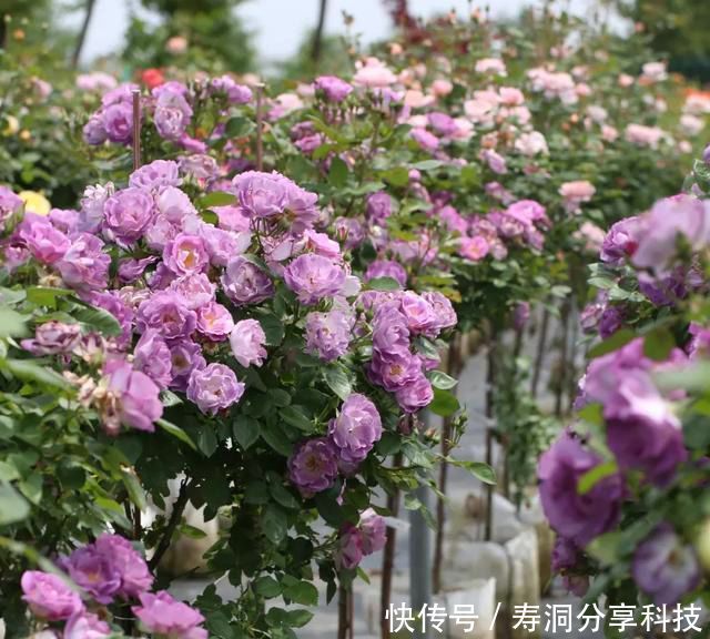  「品种」梦幻悠长，无法抗拒，月季的那抹蓝紫色美得清凉又高级！