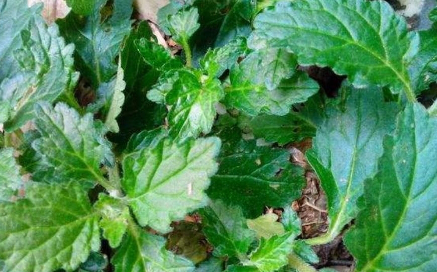 农村地区有这样一种植物，堪比“金疮药”，你们可曾见过？