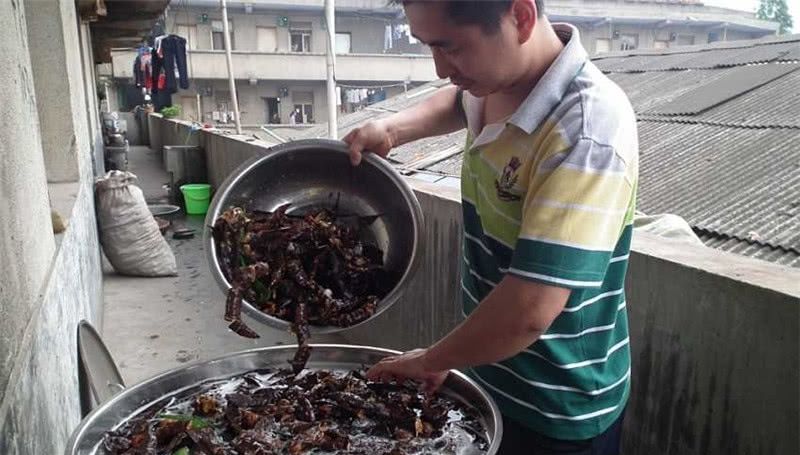  [皂角树]30年前大量被砍掉，如今一斤200元，农民又开始种植