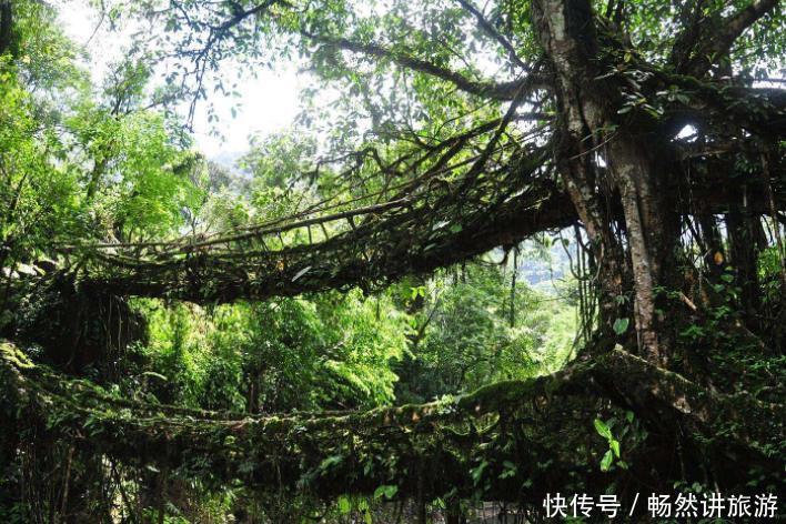 印度人用树“修”了一座桥，不用水泥钢筋，过了200年越来越安全