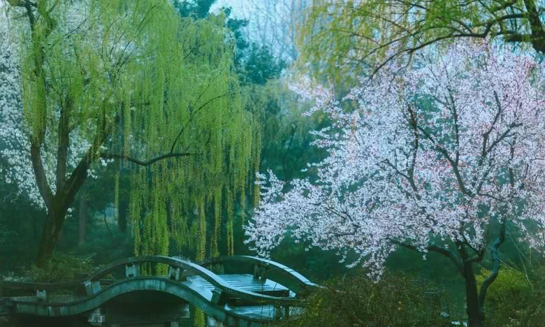  【红叶李】这6种植物，一到春天满树繁花，路过花瓣都能落头上！