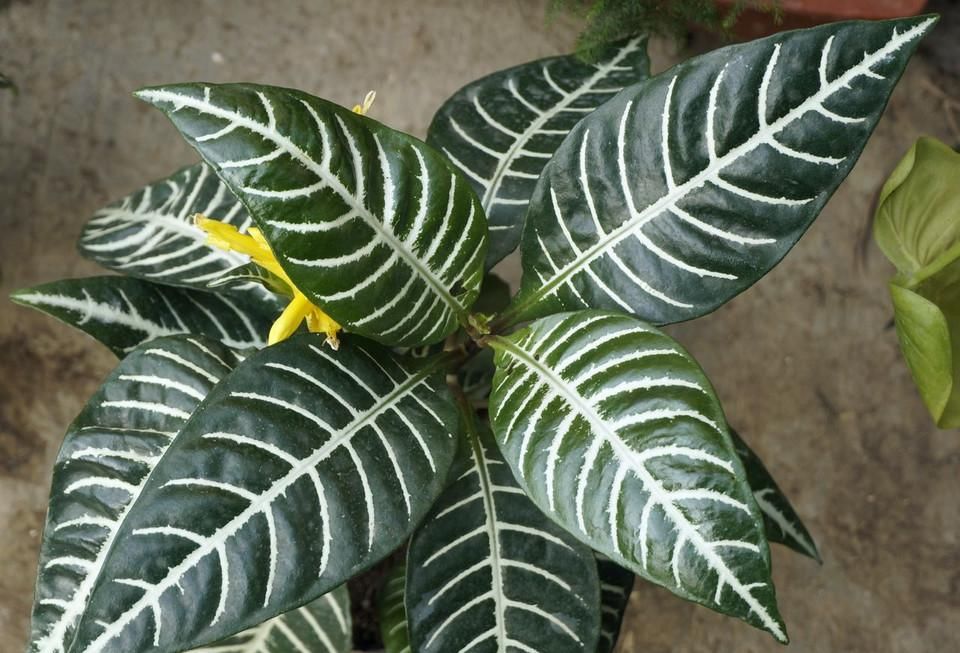  【豆瓣绿】观叶植物养一盆，叶子比花朵还好看，你们家里养了那些？