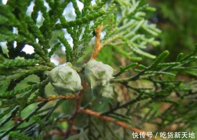  「发现」从前被农民当柴火烧的树木，如今被发现它树芯含金，价