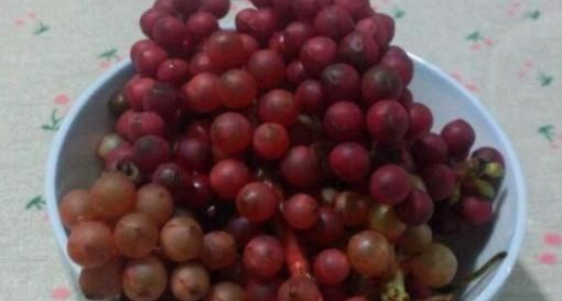  #成了#曾经没人要的“野葡萄”，大妈卖40元1斤成了宝，你吃过吗