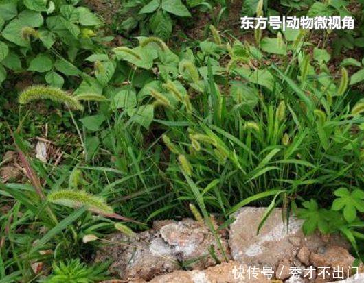  狗尾巴草|农村田地里害草，农民们将它当柴烧，其实能入药，晒干