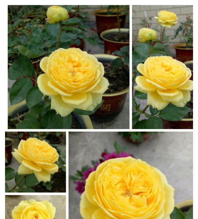  『值得』花型似玫瑰，“好养易活”四季有花开，此盆栽花值得入手！