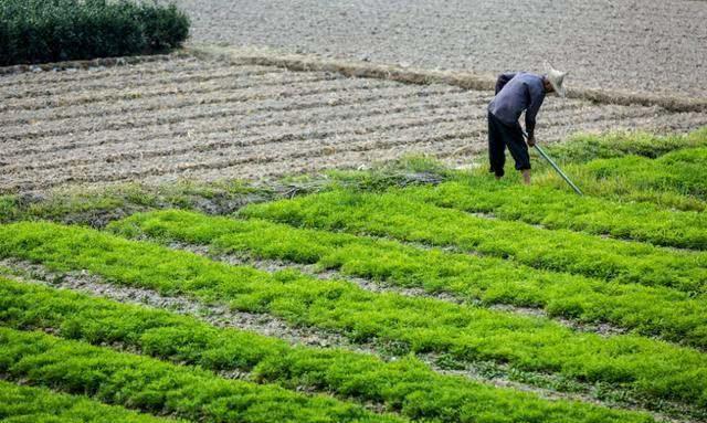 国家发改委“打脸”专家？土地改革迎来新突破，农民拍手称赞