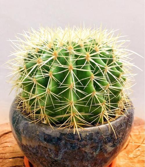  #叶冷水花#几种适合放在厨房的花，吸油除尘，健康又美观