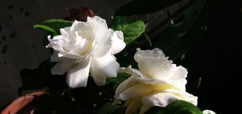  栀子花■在家养栀子花，做到这几点，开花多又香，年年都肥绿！