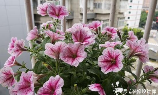 「款花」厕所异味重该怎么办?盆栽3款花''专治''它,让家里更上档次