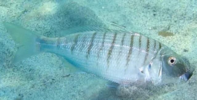  「东山叫红」46种海钓常见的鲷类鱼，最后一种高价的鱼原来也是鲷鱼，才知道