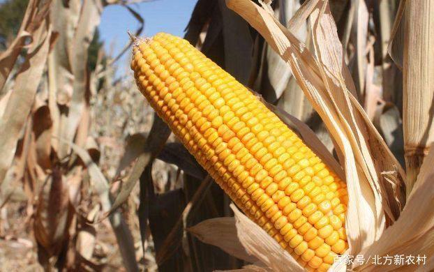 玉米价格涨不停,未来几天啥行情?一看便知!
