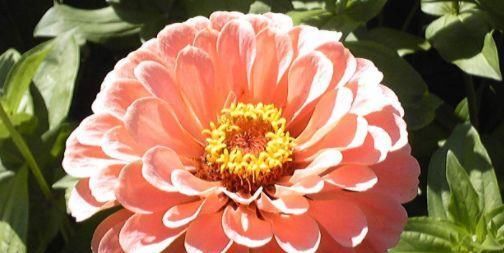  『温馨』5款花几乎全年开花，好养不娇贵，花开四季，放在阳台浪漫又温馨