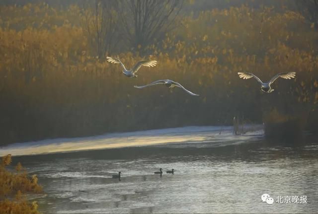  天堂|上万只候鸟赶来，北京密云水库成“鸟的天堂”，你能认出几种？