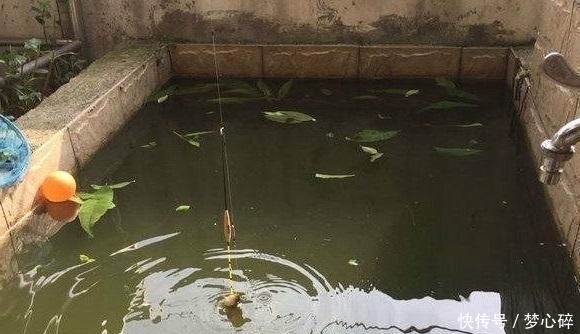  #家宅#在家宅了12天，这群钓鱼人也待不住了，花式钓鱼谁更强