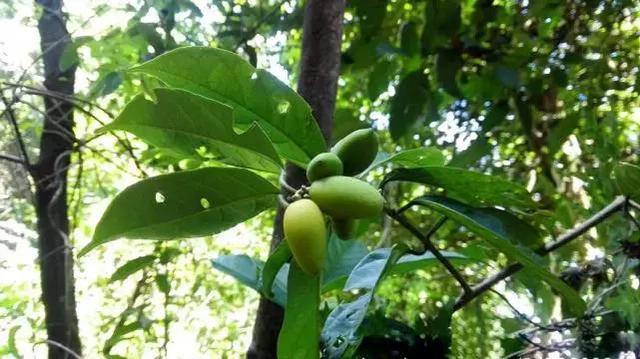  [良药]农村一种常见植物，农村娃当零食吃，却不知是治蛇伤良药