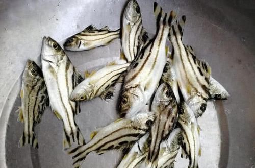  花身：这鱼沿海地区叫它“花身鸡鱼”体侧有3条成弓状的黑色纵带