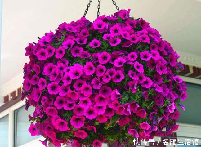 「品种」“3种花”,可悬挂养,长势旺,花期变成大花球