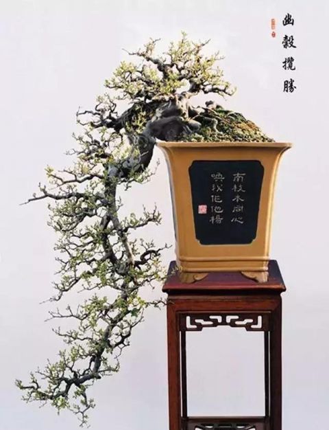 一组悬崖盆景佳作欣赏 可上九天揽月 可下五洋捉鳖