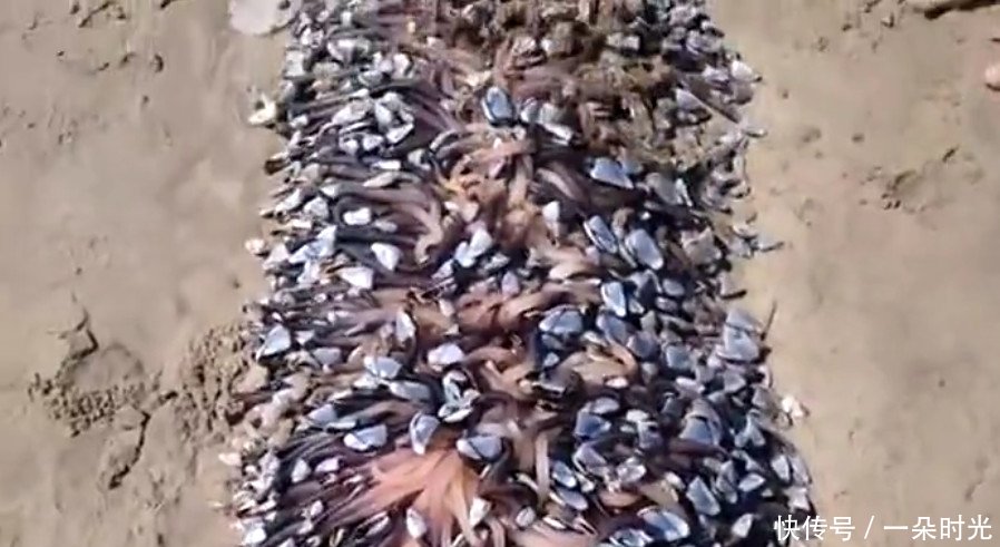 男子在海边游玩时发现沙滩上有一堆东西，走近之后整个人都不好了