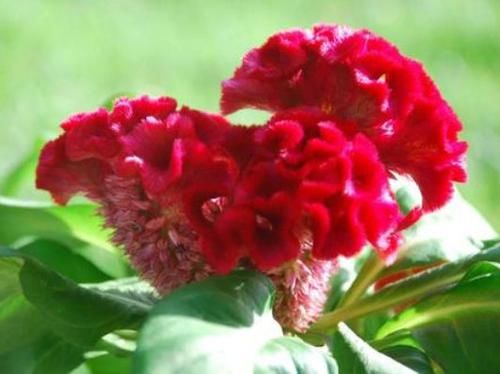  #盆栽#国外超流行的盆栽，全年开花，花香四溢，好看又好养，很值得入手