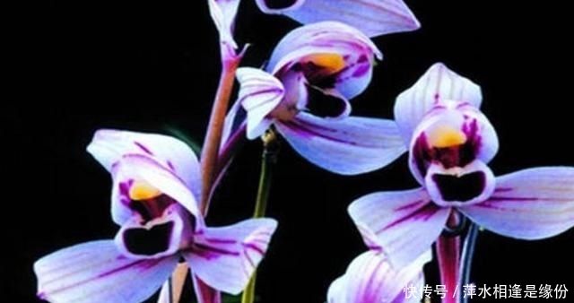  『建兰』建兰紫月荷，好养易活的兰中精品！一朵满室飘香的“紫衣美人”